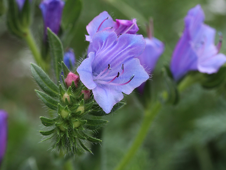 Echium plantagineum