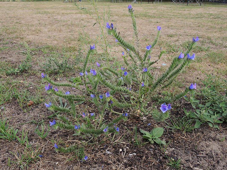 Echium plantagineum