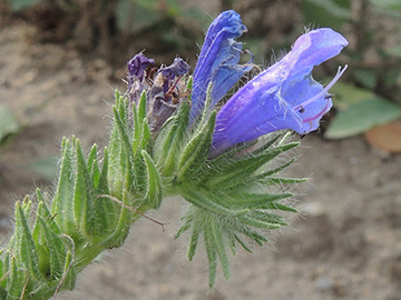 Echium plantagineum