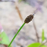 Eleocharis engelmannii - Engelmann-Sumpfbinse