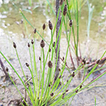 Eleocharis engelmannii - Engelmann-Sumpfbinse