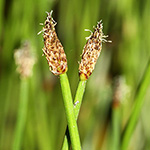 Eleocharis mamillata subsp. austriaca - Österreichische Sumpfbinse