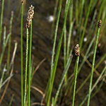 Eleocharis mamillata subsp. austriaca - Österreichische Sumpfbinse