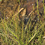 Eleocharis quinquiflora - Wenigblütige Sumpfbinse