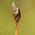 Eleocharis quinquiflora - Wenigblütige Sumpfbinse