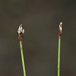 Eleocharis quinquiflora - Wenigblütige Sumpfbinse