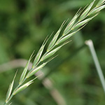 Elymus repens - Kriechende Quecke