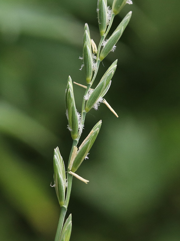 Artenseite Elymus Repens Kriechende Quecke Bochumer Botanischer 
