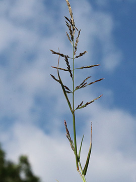Eragrostis multicaulis