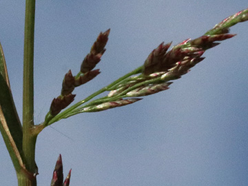 Eragrostis multicaulis