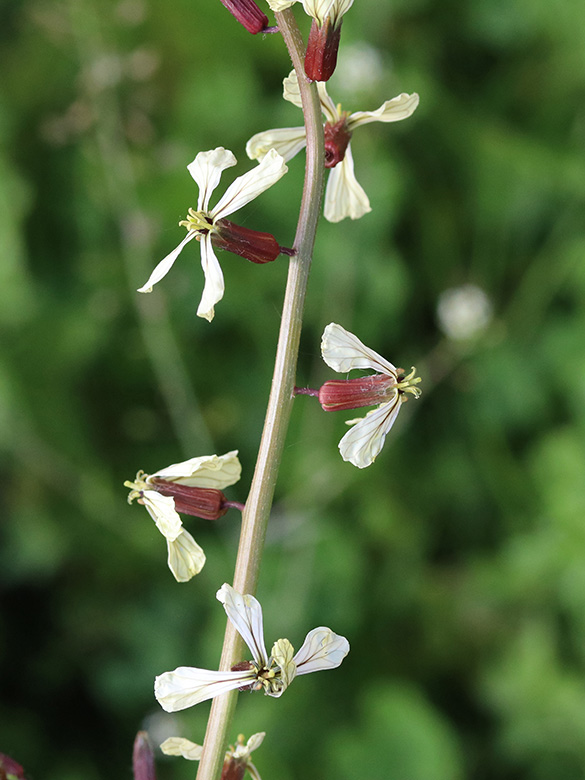 Eruca vesicaria