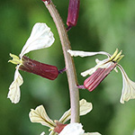 Eruca vesicaria - Echte Senkrauke