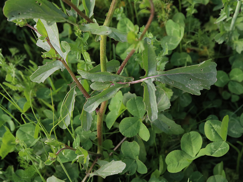 Eruca vesicaria