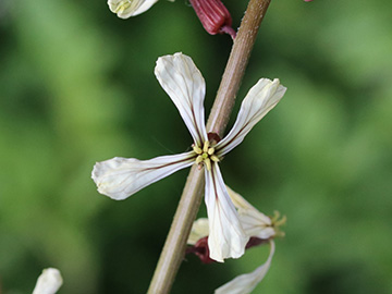 Eruca vesicaria