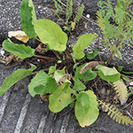 Eryngium planum - Flachblättrige Mannstreu