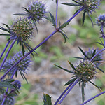 Eryngium planum - Flachblättrige Mannstreu