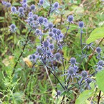 Eryngium planum - Flachblättrige Mannstreu