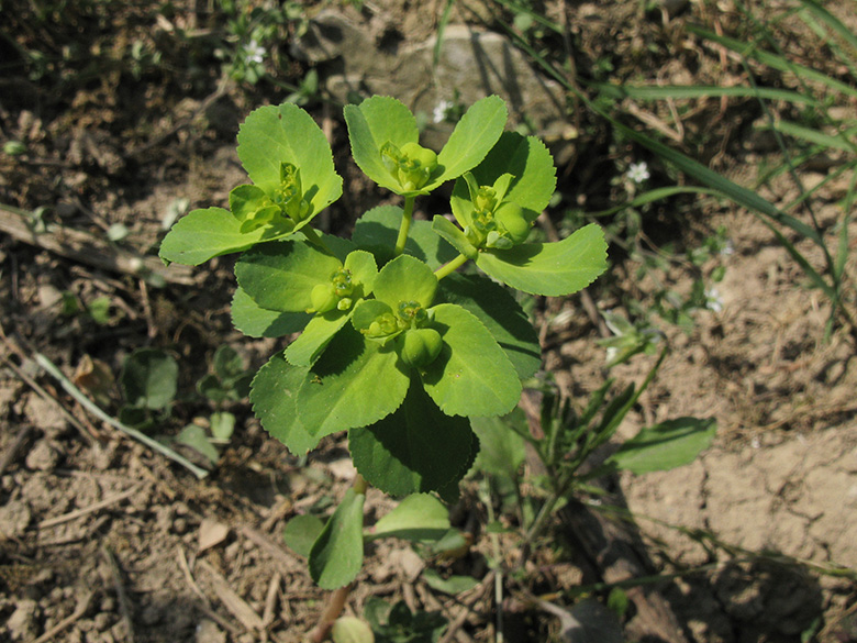 Euphorbia helioscopia