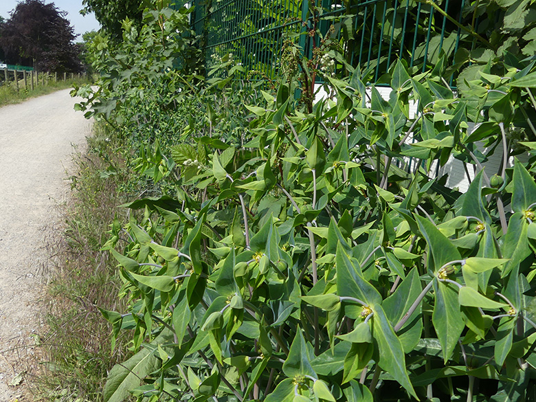 Euphorbia lathyris