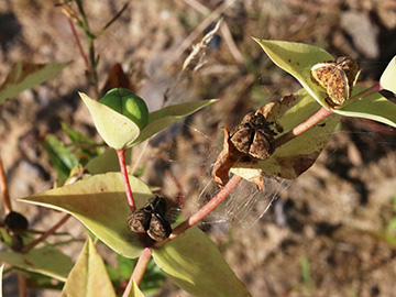 Euphorbia lathyris
