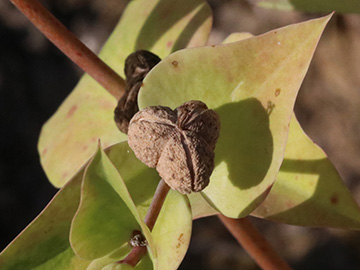 Euphorbia lathyris