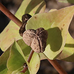 Euphorbia lathyris - Kreuzblättrige Wolfsmilch