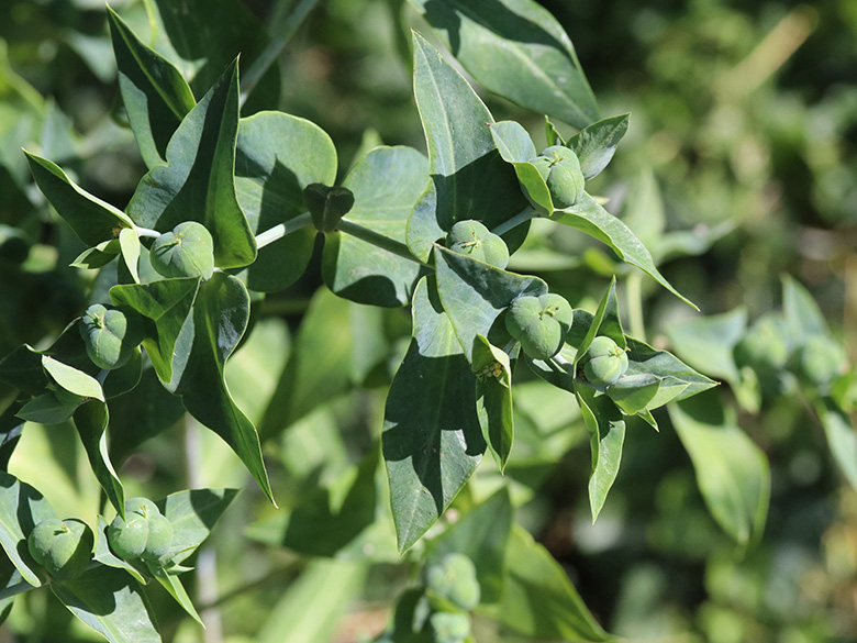Euphorbia lathyris