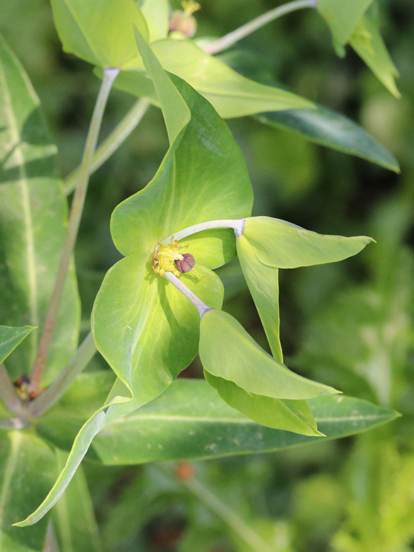 Euphorbia lathyris