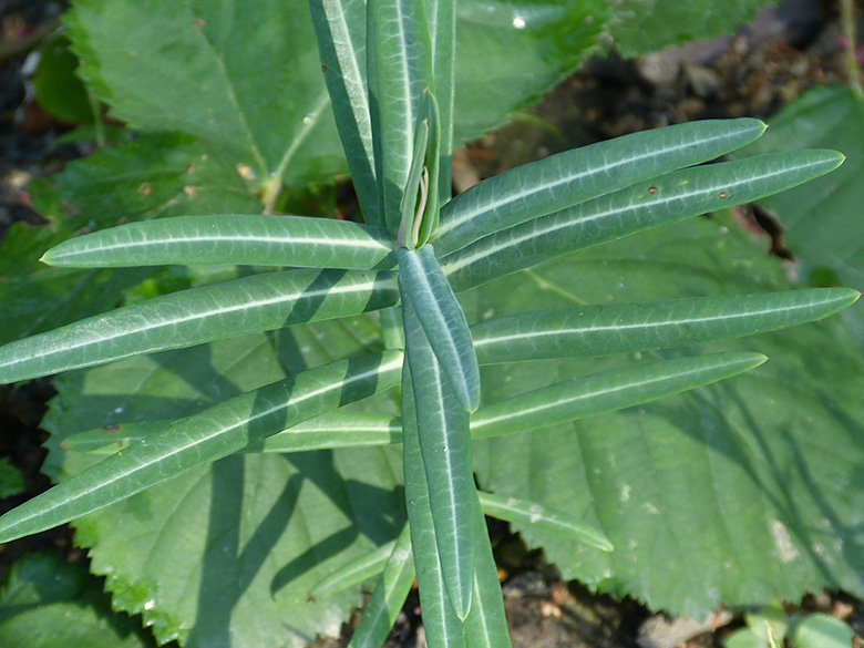Euphorbia lathyris