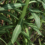 Euphorbia palustris - Sumpf-Wolfsmilch