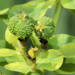 Euphorbia palustris - Sumpf-Wolfsmilch