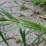 Euphorbia pseudovirgata - Falsche Ruten-Wolfsmilch