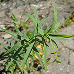 Euphorbia pseudovirgata - Falsche Ruten-Wolfsmilch