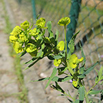 Euphorbia pseudovirgata - Falsche Ruten-Wolfsmilch