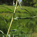 Euphorbia pseudovirgata - Falsche Ruten-Wolfsmilch