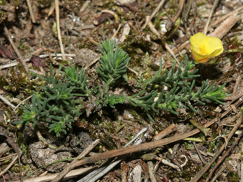 Fumana procumbens