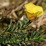 Fumana procumbens - Zwerg-Sonnenröschen