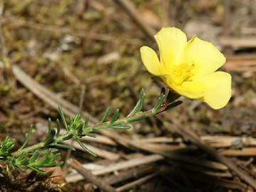 Fumana procumbens