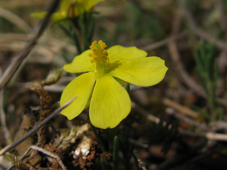 Fumana procumbens