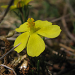 Fumana procumbens - Zwerg-Sonnenröschen