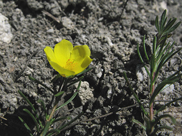 Fumana procumbens