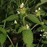 Galeopsis tetrahit - Stechender Hohlzahn