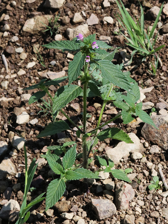 Galeopsis bifida