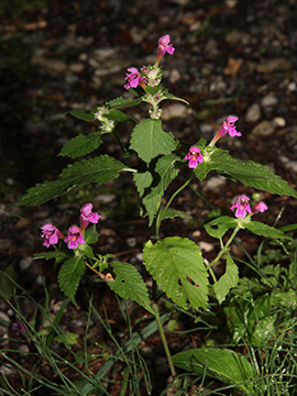 Galeopsis pubescens