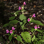 Galeopsis pubescens - Weichhaariger Hohlzahn