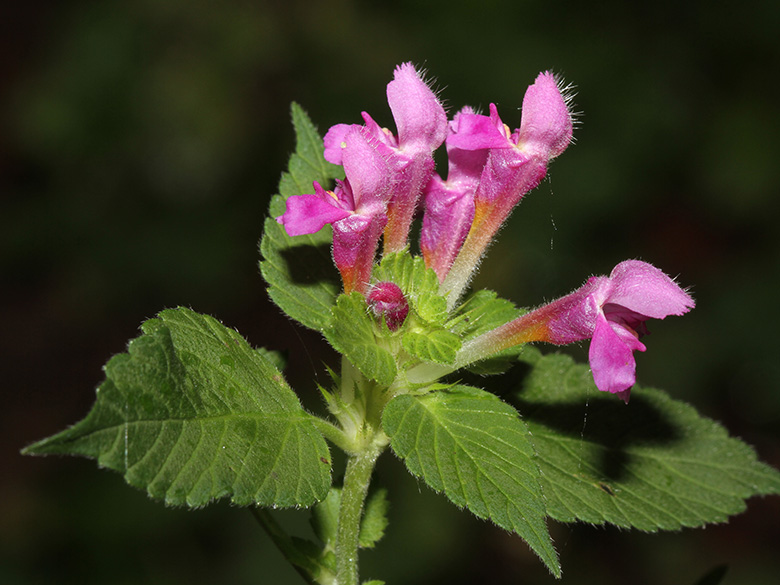 Galeopsis pubescens