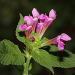 Galeopsis pubescens - Weichhaariger Hohlzahn