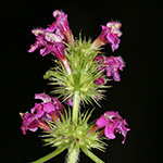 Galeopsis pubescens - Weichhaariger Hohlzahn
