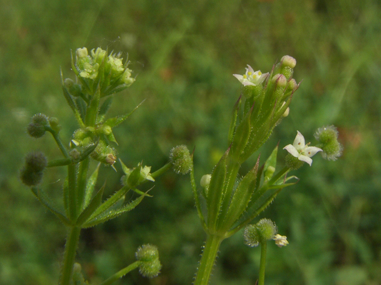 Galium spurium