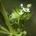 Galium tricornutum - Dreihörniges Labkraut